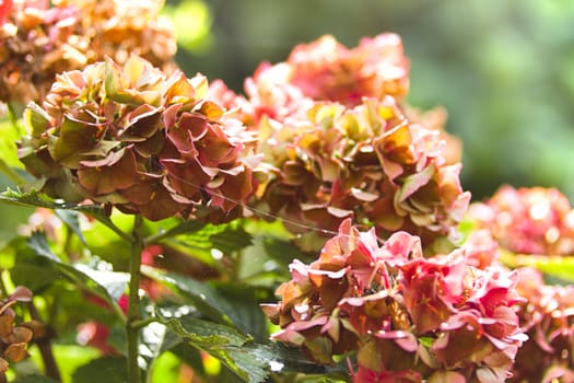 Colors of Hydrangea or Hortensia flowers in autumn - horizontal