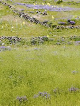 Background texture of lush green grass with sprinkling of lavenders, violets, blue bells, dry walling, primroses portrait crop space and copy area