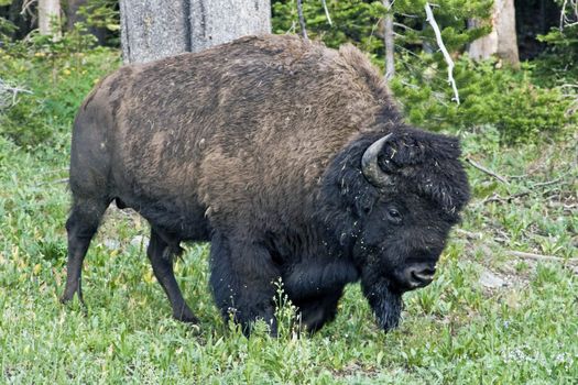 Bison in Yellowstone