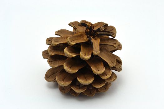 The single Crimean Pine cone over white background