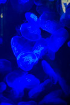 many beautiful blue moon jellyfish in aquarium