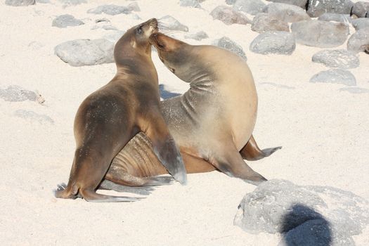 Sea lion family on the beach at Galapagos Islands