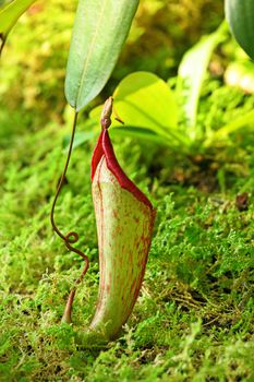 Pitcher plant