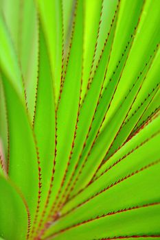 green leaf as background