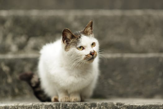 cat