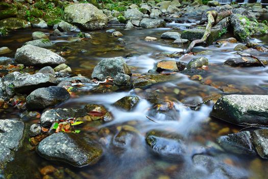 water spring in forest