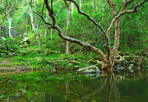 tree in water