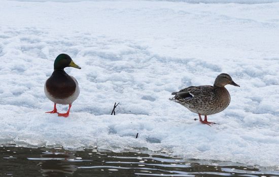 Mallard Duck.  Photo taken at Lower Klamath National Wildlife Refuge, CA.