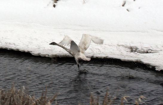 Tundra Swan.  Photo taken at Lower Klamath National Wildlife Refuge, CA.