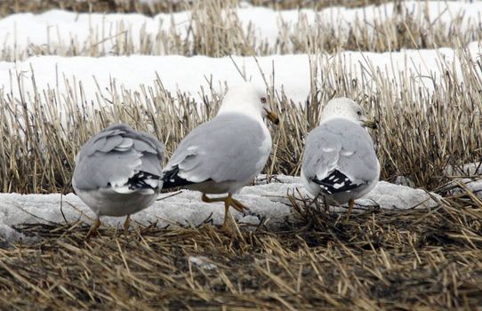 California Gull.  Photo taken at Lower Klamath National Wildlife Refuge, CA.