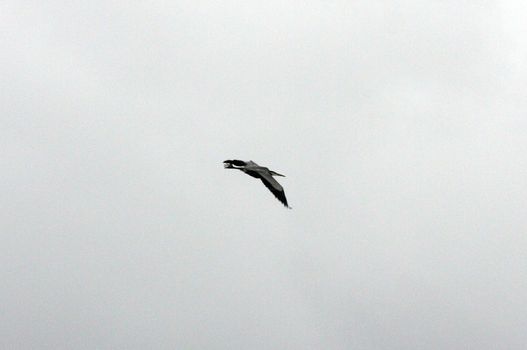 Great Blue Heron.  Photo taken at Lower Klamath National Wildlife Refuge, CA.