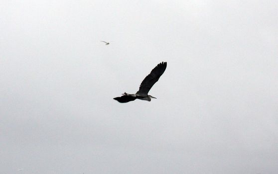 Great Blue Heron.  Photo taken at Lower Klamath National Wildlife Refuge, CA.