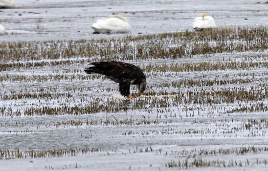 Bald Eagle.  Photo taken at Lower Klamath National Wildlife Refuge, CA.