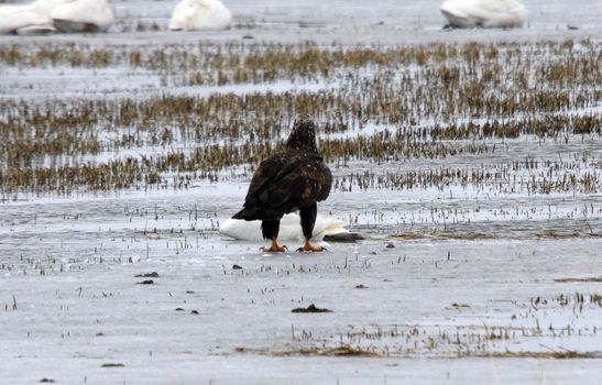 Bald Eagle.  Photo taken at Lower Klamath National Wildlife Refuge, CA.