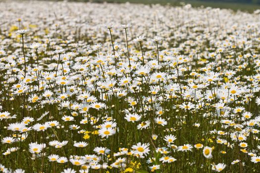 flower series: camomile meadow in the spring