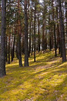 nature series: pine forest in the spring