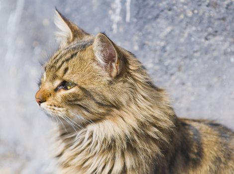 Close up on a young street cat