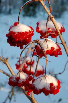 The Snow-clad viburnum in my  winter garden