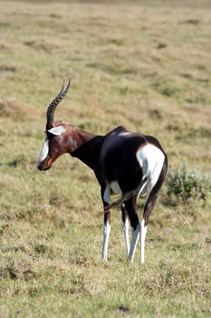 Striking Bontebok antelope on the African planes