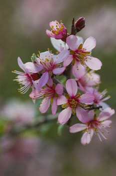 Close up on a blooming tree at spring time