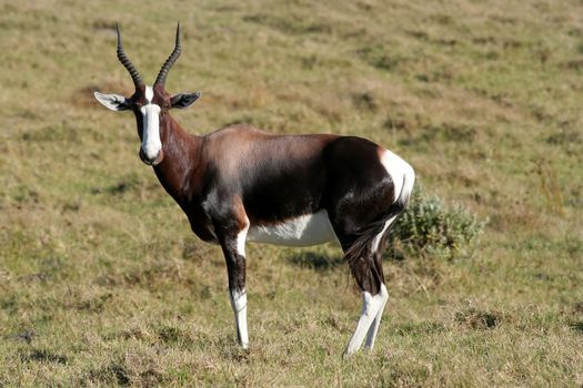 Bontebok antelope with horns on the African grassland