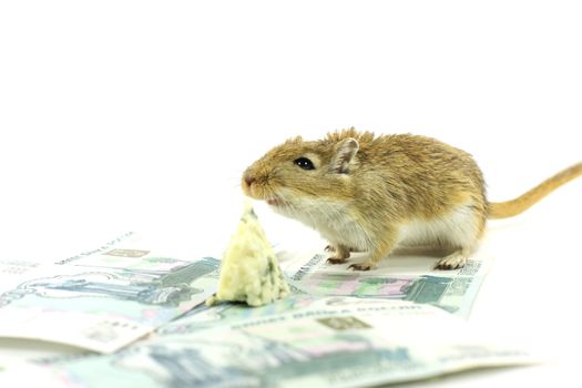 the mouse, a rat, money, cheese, denominations, costs, the finance, meal, business 