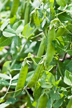 food series: fresh ripe green pea marrowfat