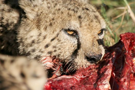 Cheetah from Africa feeding on it's kill