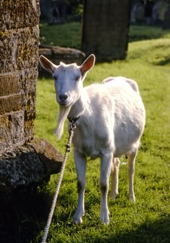 A goat tied up in a churchyard keeping the grass short.