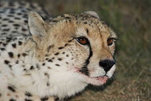 Portrait of a magnificent cheetah cat from Africa