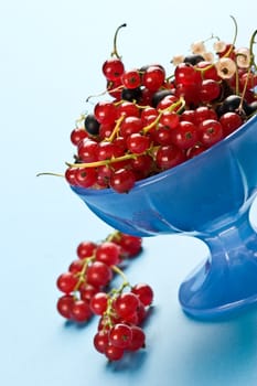 still life with red currant on the bow