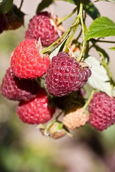 food series: fresh ripe tasty red raspberry