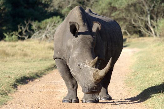 Enormous white rhino standing in the middle of a gravel road