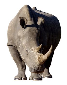 White Rhino with large horns isolated on a white background