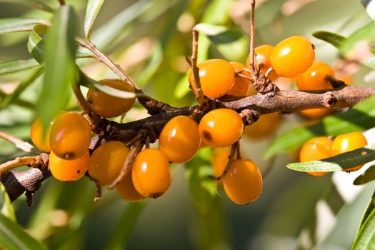 food series: fresh ripe tasty yellow sea-buckthorn