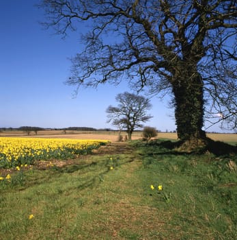 Country lane in springtime with daffodils in fields