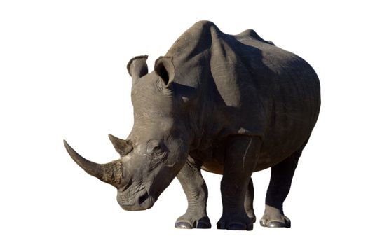 White Rhino with large horns isolated on a white background