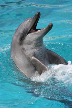 Bottlenose dolphin with it's head out of the water