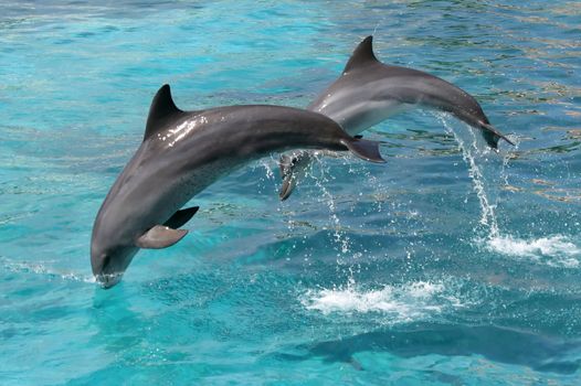 Bottlenose dolphins jumping out of the blue water