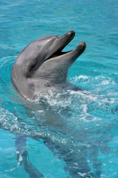 Bottlenose dolphin with it's head out of the water