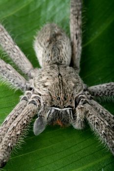 Close up of a hairy tarantula spider on a green laef showing it's eyes
