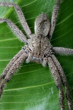 Close up of a hairy tarantula spider on a green laef showing it's eyes