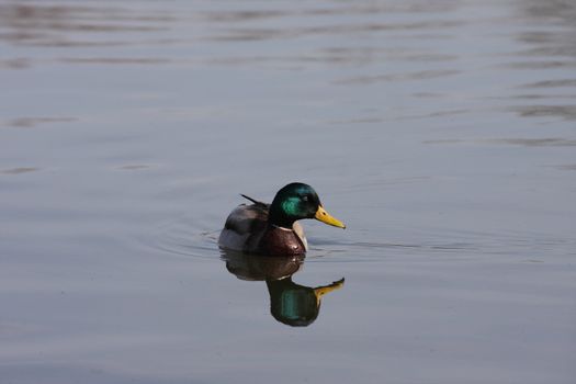 duck, water, the river to float, a bird, spring