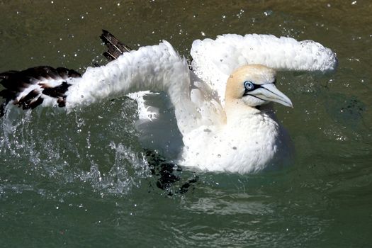 Blue eyed gannet bird splashing in the sea to wash itself