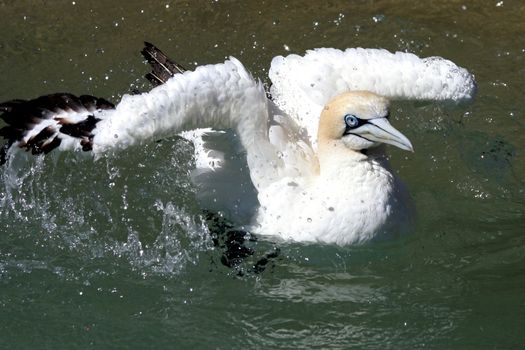 Blue eyed gannet bird splashing in the sea to wash itself