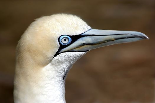 Portrait of a Gannet sea bird with a blue eye 