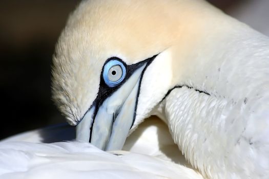 Gannet sea bird with a blue eye preening its feathers