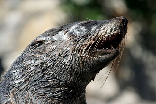 Cape Fur Seal with dirty teeth barking
