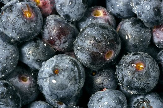 Macro image of blueberries that have been picked and washed.
