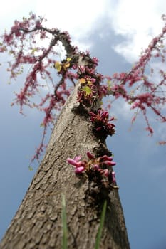 miracle- tree with flowers on the trunk